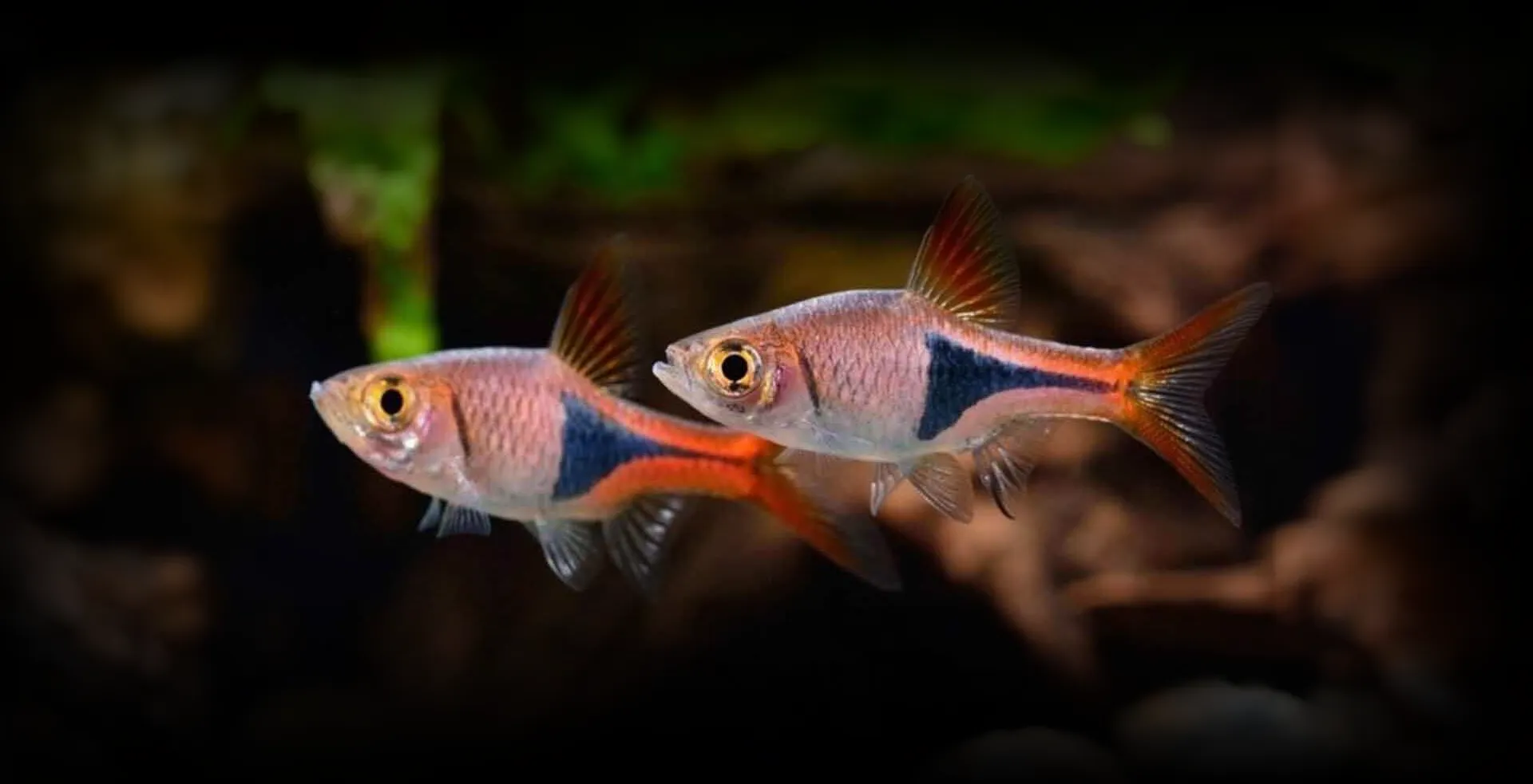 Imagem de fundo de Rasbora Arlequim - Poytara